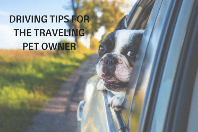 Driving Safety Tips for the Traveling Pet Owner